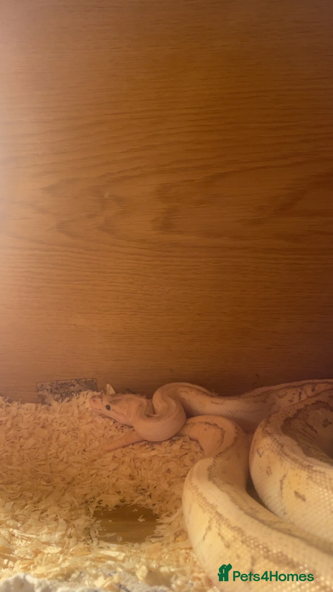 Python Snake reptiles for sale: Banana lesser pinstripe ball python - Advert 6