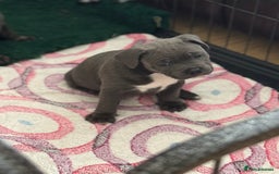Staffordshire Bull Terrier dogs for sale: Amazing blue Staffordshire bull terrier puppies  in Stoke-on-Trent - Image 17