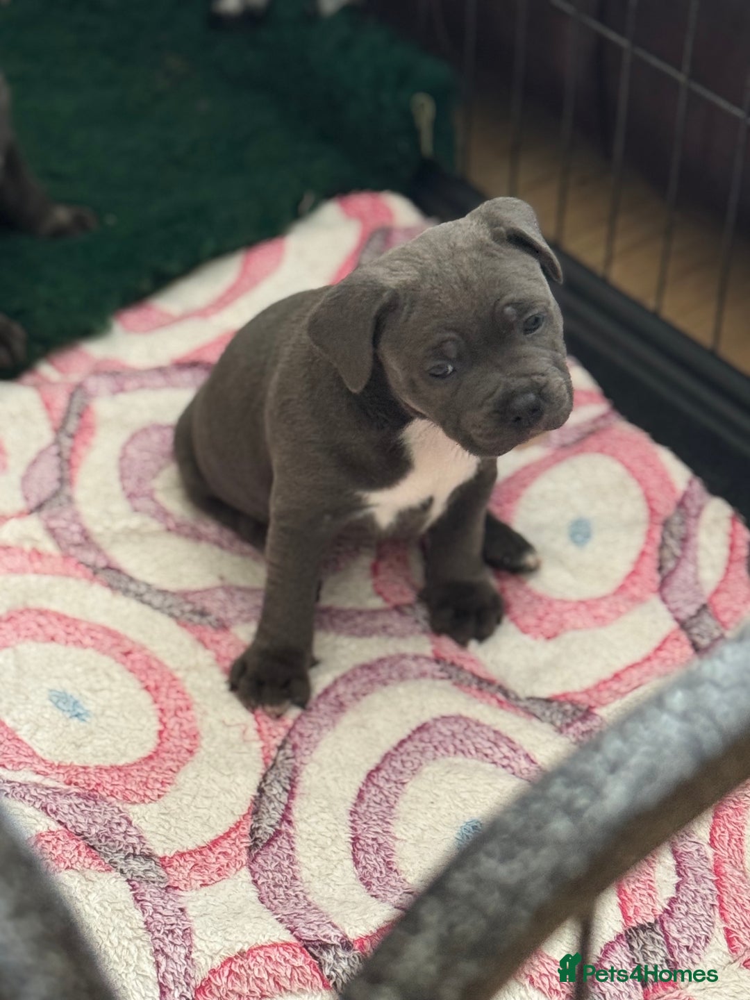 Staffordshire Bull Terrier dogs for sale: Amazing blue Staffordshire bull terrier puppies  in Stoke-on-Trent - Image 17