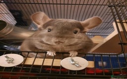 Chinchilla rodents for sale: 2 gorgeous chinchilla brothers 1 year old - Image 3