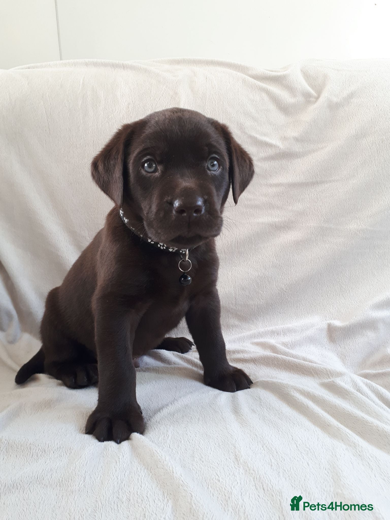 Labrador Retriever dogs Super Chocolate KC Reg Pups- Health Tested Parents - Advert 2