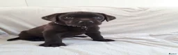 Labrador Retriever dogs for sale: Super Chocolate KC Reg Pups- Health Tested Parents - Advert 2