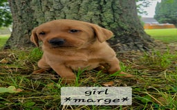 Labrador Retriever dogs for sale: Fox red labrador puppies - Image 8