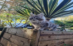 Maine Coon cats for sale: Beautiful male maine coon  - Image 7