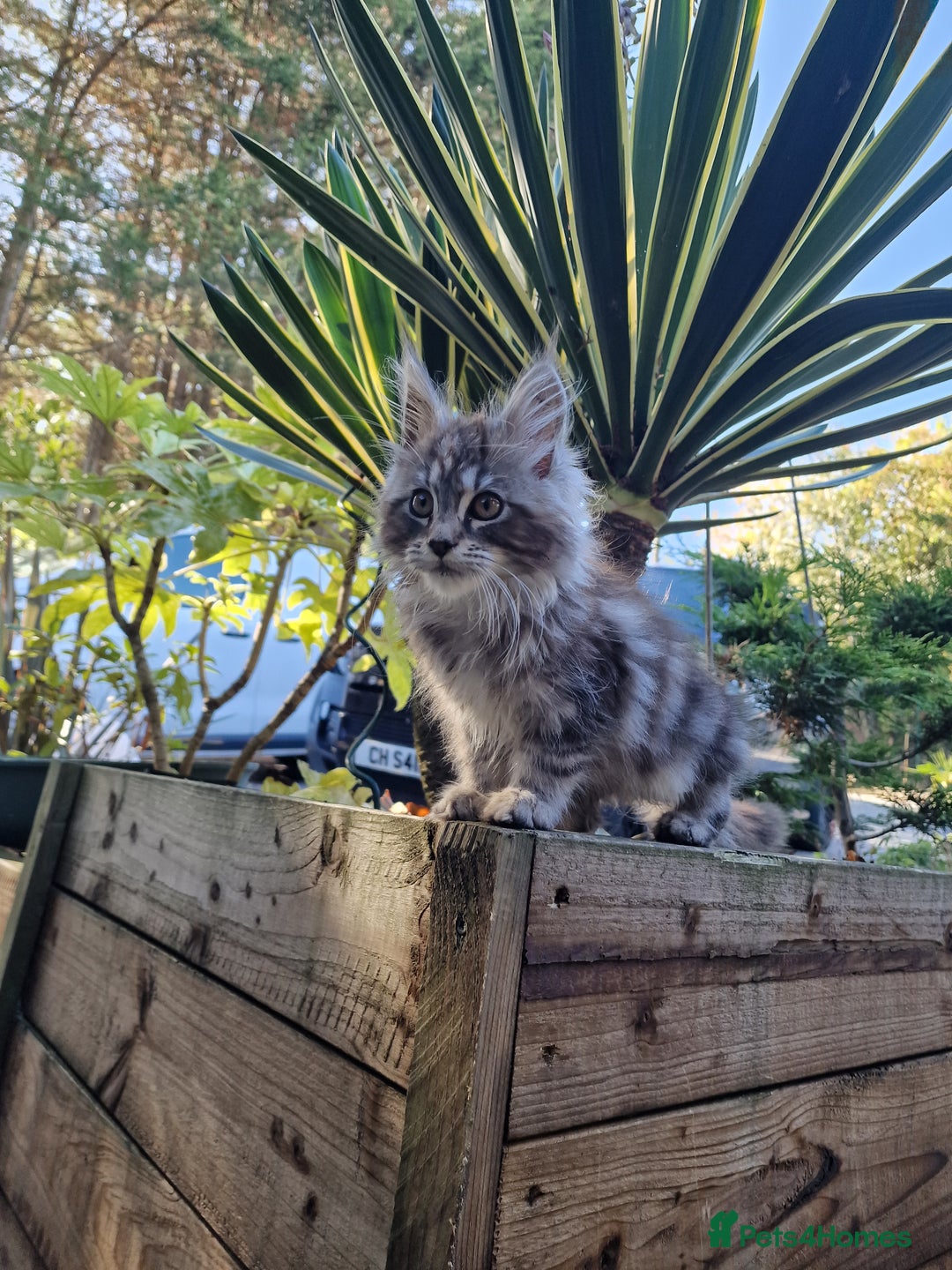 Maine Coon cats for sale: Beautiful male maine coon  - Image 7