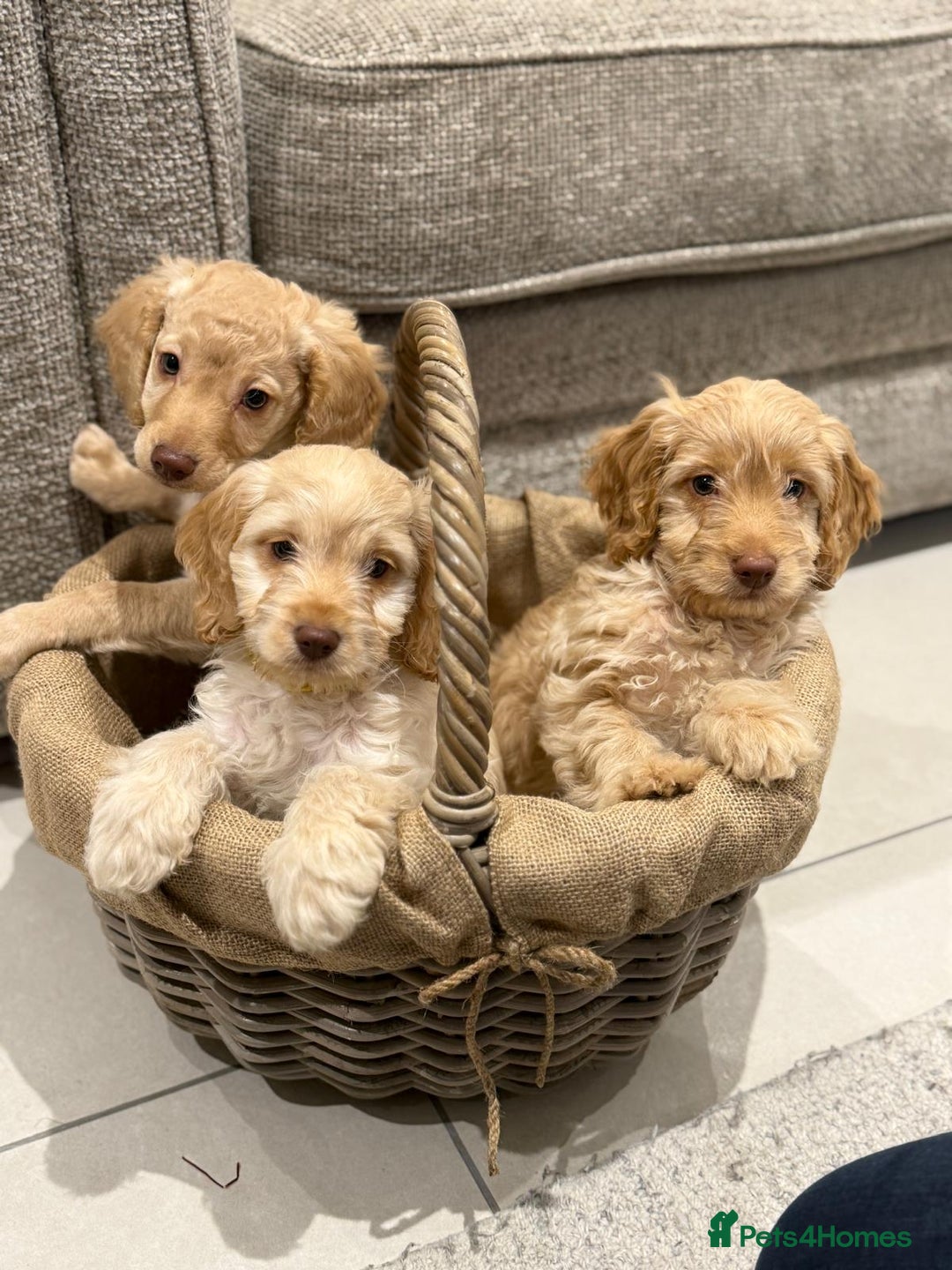 Cockapoo dogs for sale: 3 beautiful Cockapoo boys  - Advert 1