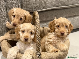 Cockapoo dogs 3 beautiful Cockapoo boys - Advert 1