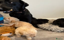 Labrador Retriever dogs for sale: Ready now labradoodles  - Image 10