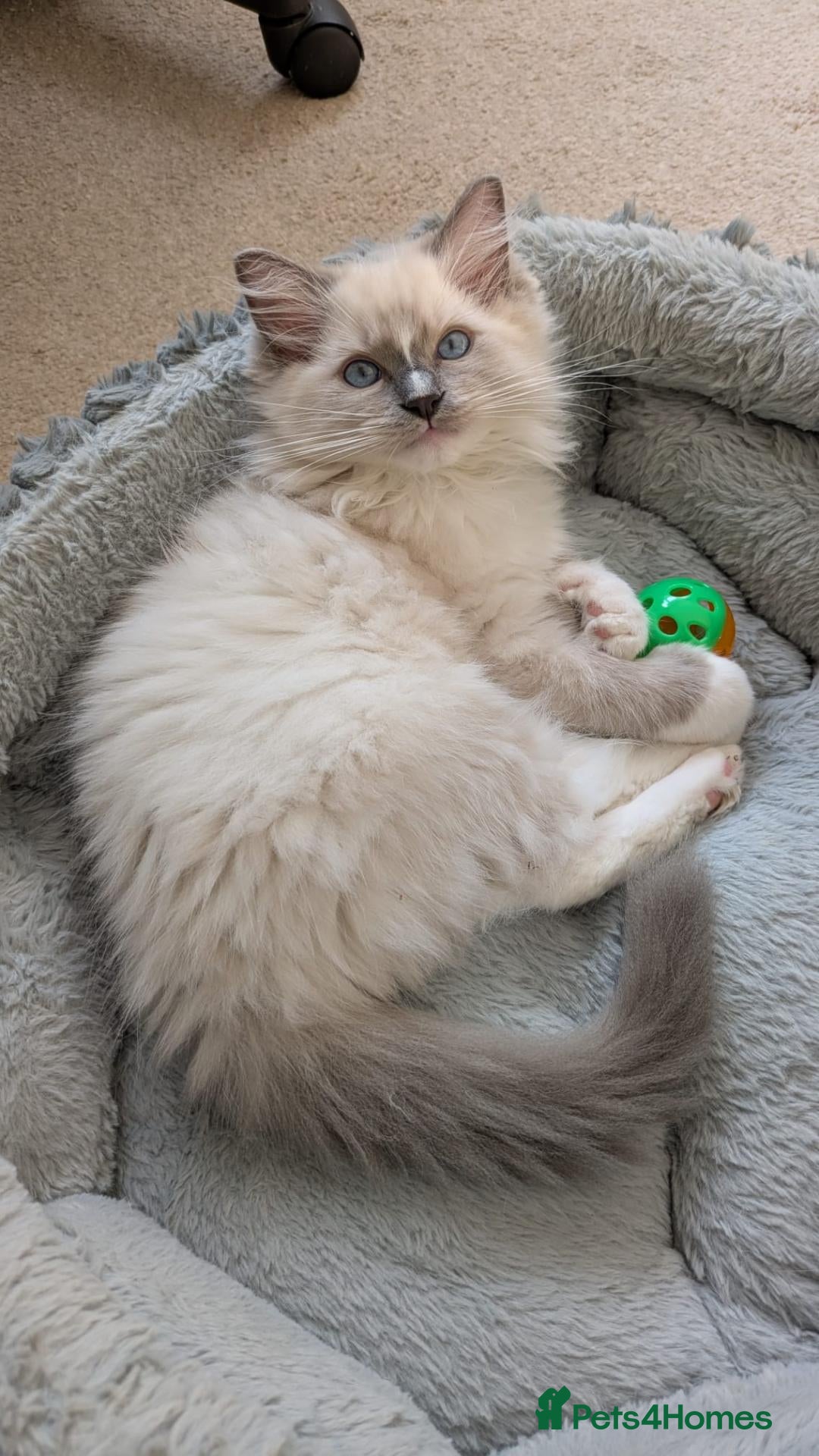 Ragdoll cats Last TICA Ragdoll Boy – Fluffy Blue Point Blaze - Advert 2