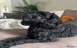 Cockapoo dogs for sale: CHAMPION COCKAPOO’S - WAITLIST - Image 5