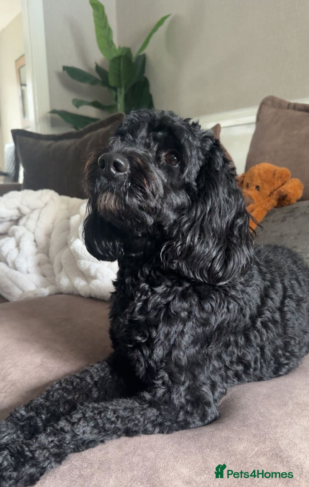 Cockapoo dogs for sale: CHAMPION COCKAPOO’S - WAITLIST - Image 5
