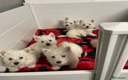 West Highland Terrier dogs for sale: Beautiful Westie puppies  - Image 3