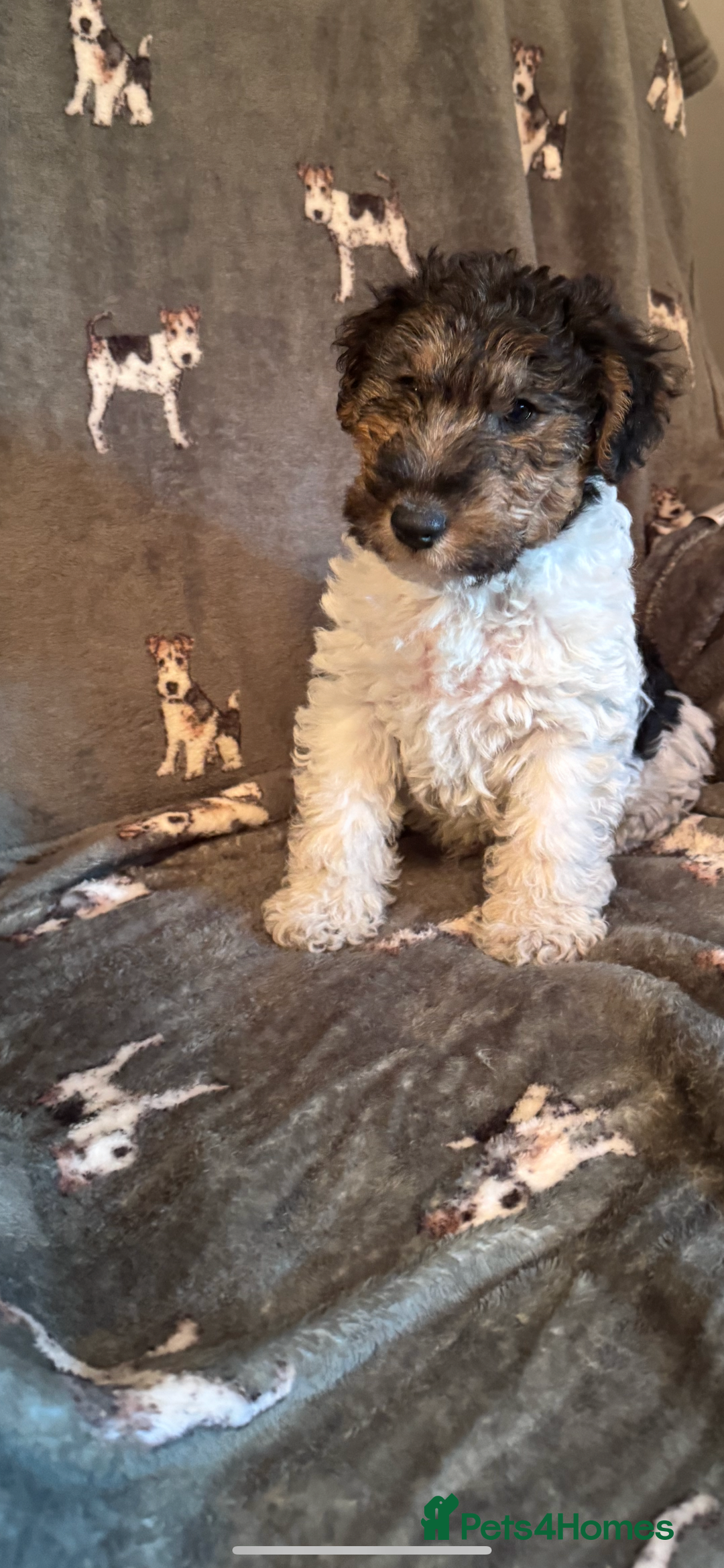 Fox Terrier dogs for sale: ⭐️  champion bred boys ready now ⭐️ - Image 4