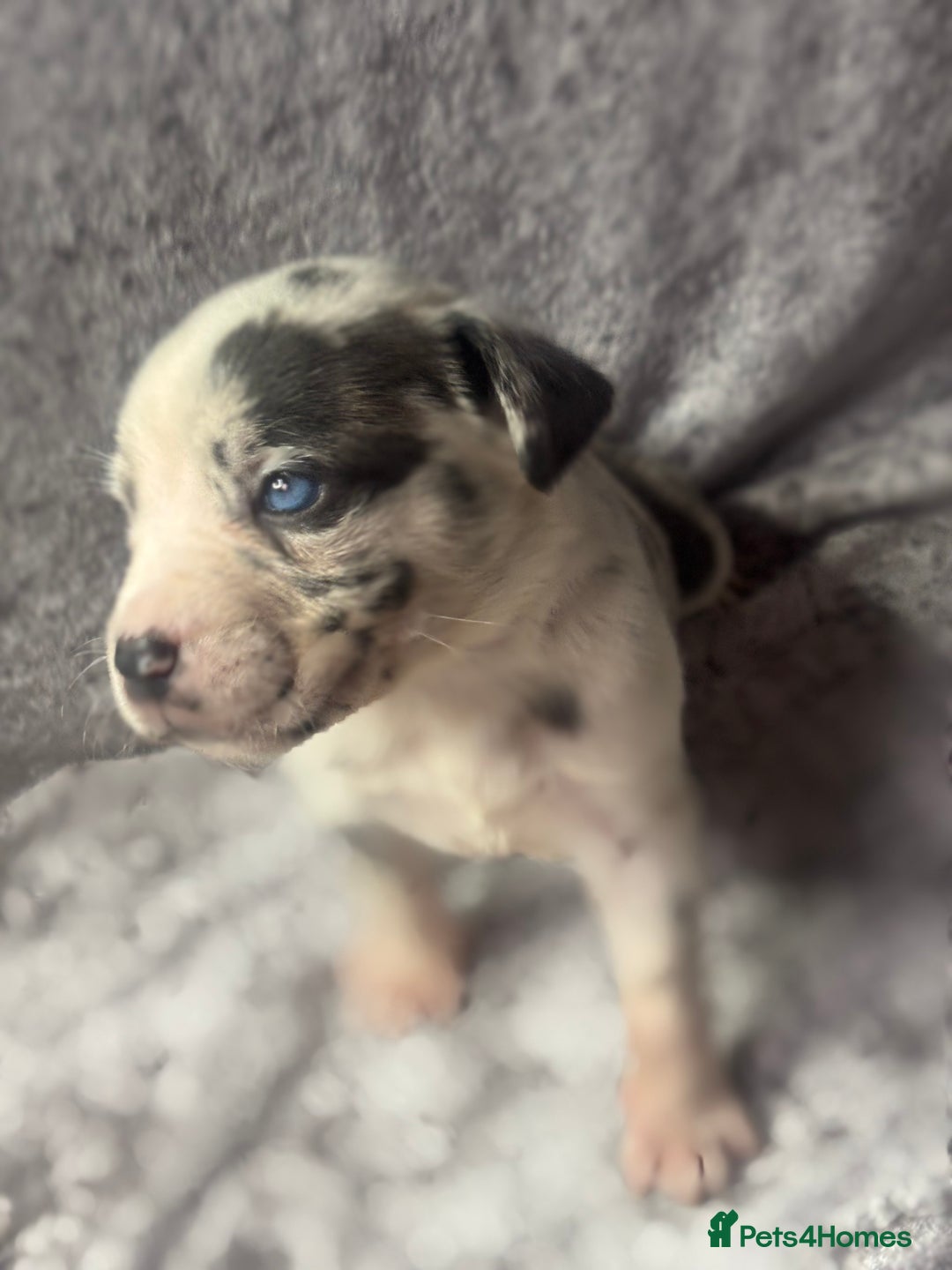 Neapolitan Mastiff dogs for sale: 💙 Neapolitan Mastiff Puppies champion bloodline💙 - Advert 27