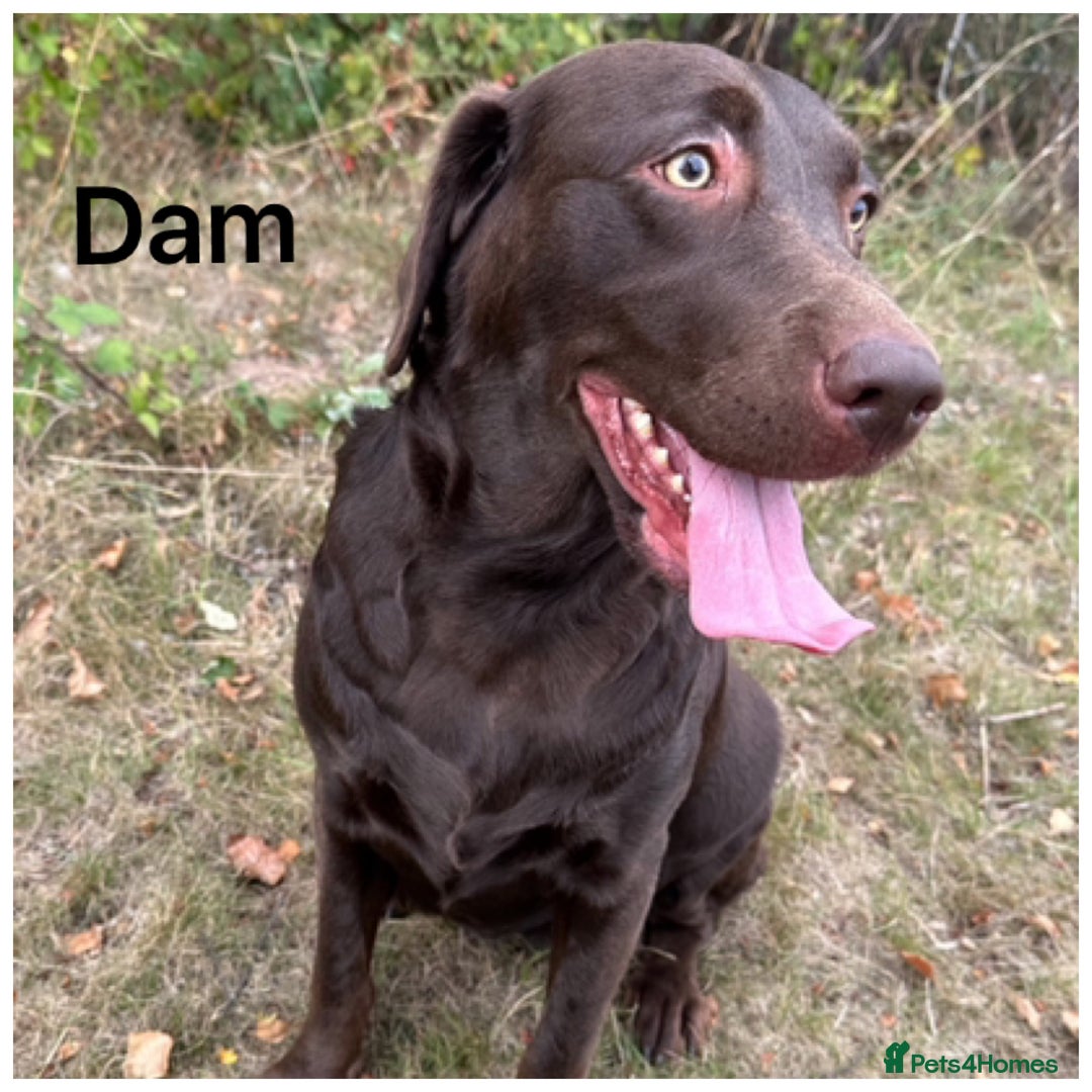 Labrador Retriever dogs for sale: Beautiful KC pups, health tested & superb lineage - Advert 9