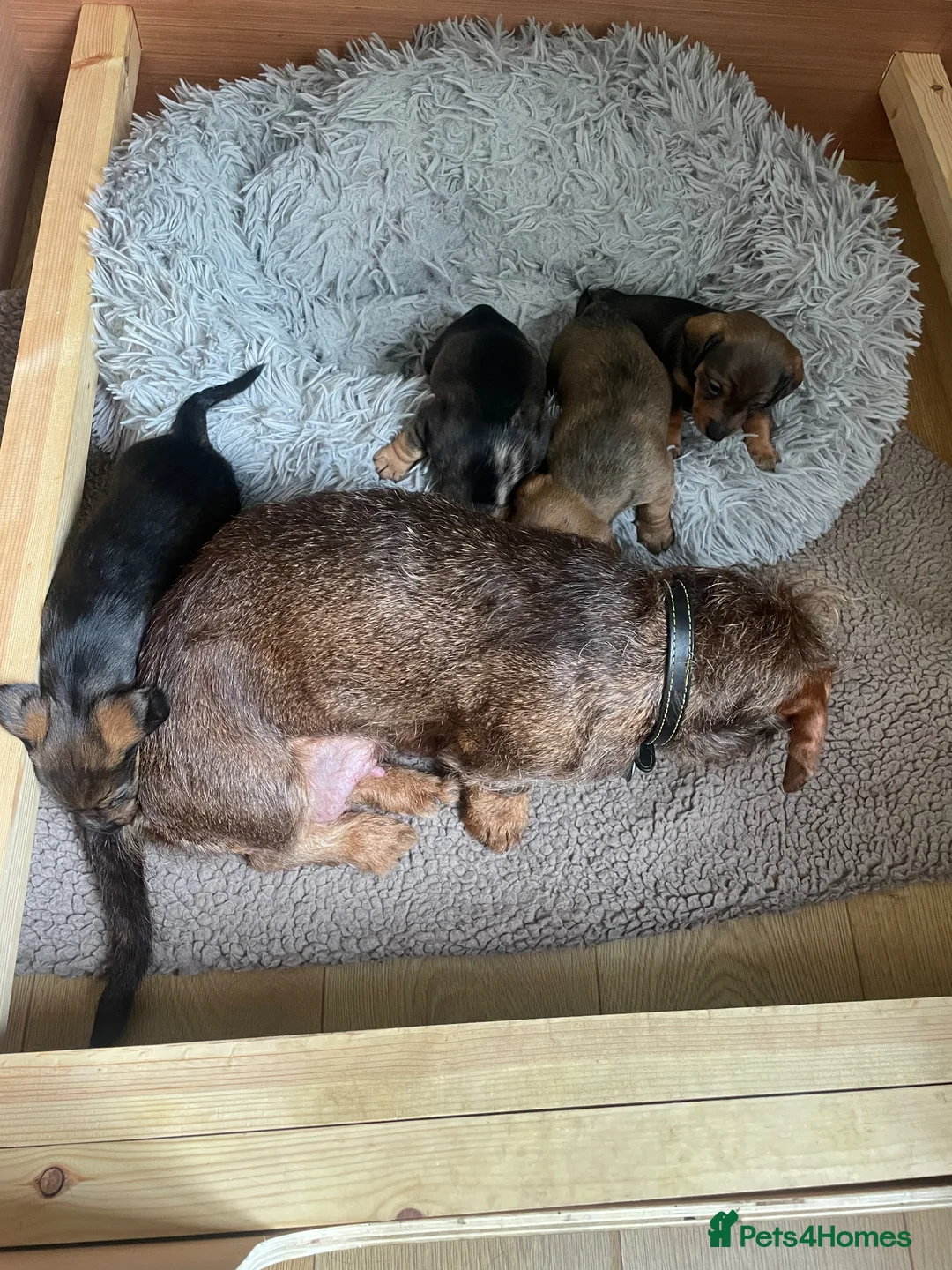 Dachshund dogs for sale: Beautiful litter of Dachshund puppies  - Advert 2
