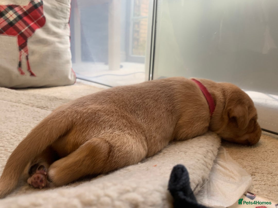 Labrador Retriever dogs for sale: ✨ Stunning 5 Male & 3 Female Fox Red Lab Puppies - Advert 38