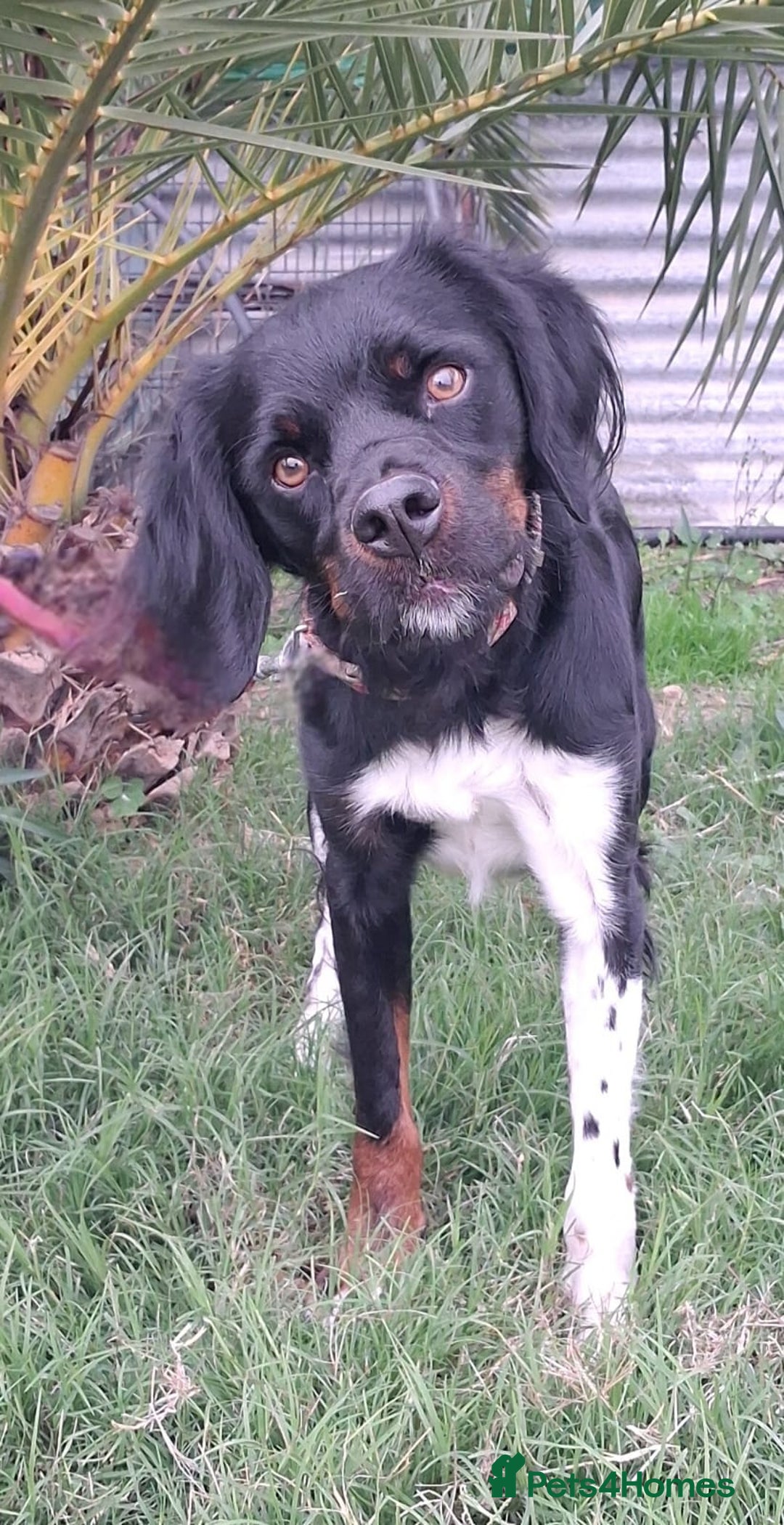 Mixed Breed dogs for adoption: Be BROODY's Best Friend.... - Advert 1