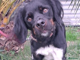 Mixed Breed dogs Be BROODY's Best Friend.... - Advert 1