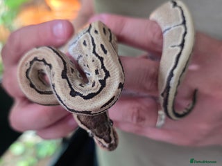 Python Snake reptiles Lovely royal python with viv £175 open to offers. - Advert 2
