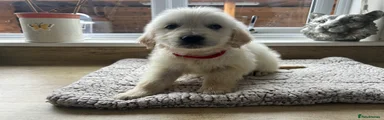 Red collar 