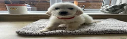 Golden Retriever dogs for sale: Gorgeous golden retriever pups - Advert 28