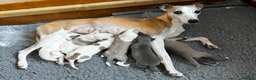 Whippet dogs for sale: KC Registered Small Whippet Puppies  - Advert 18