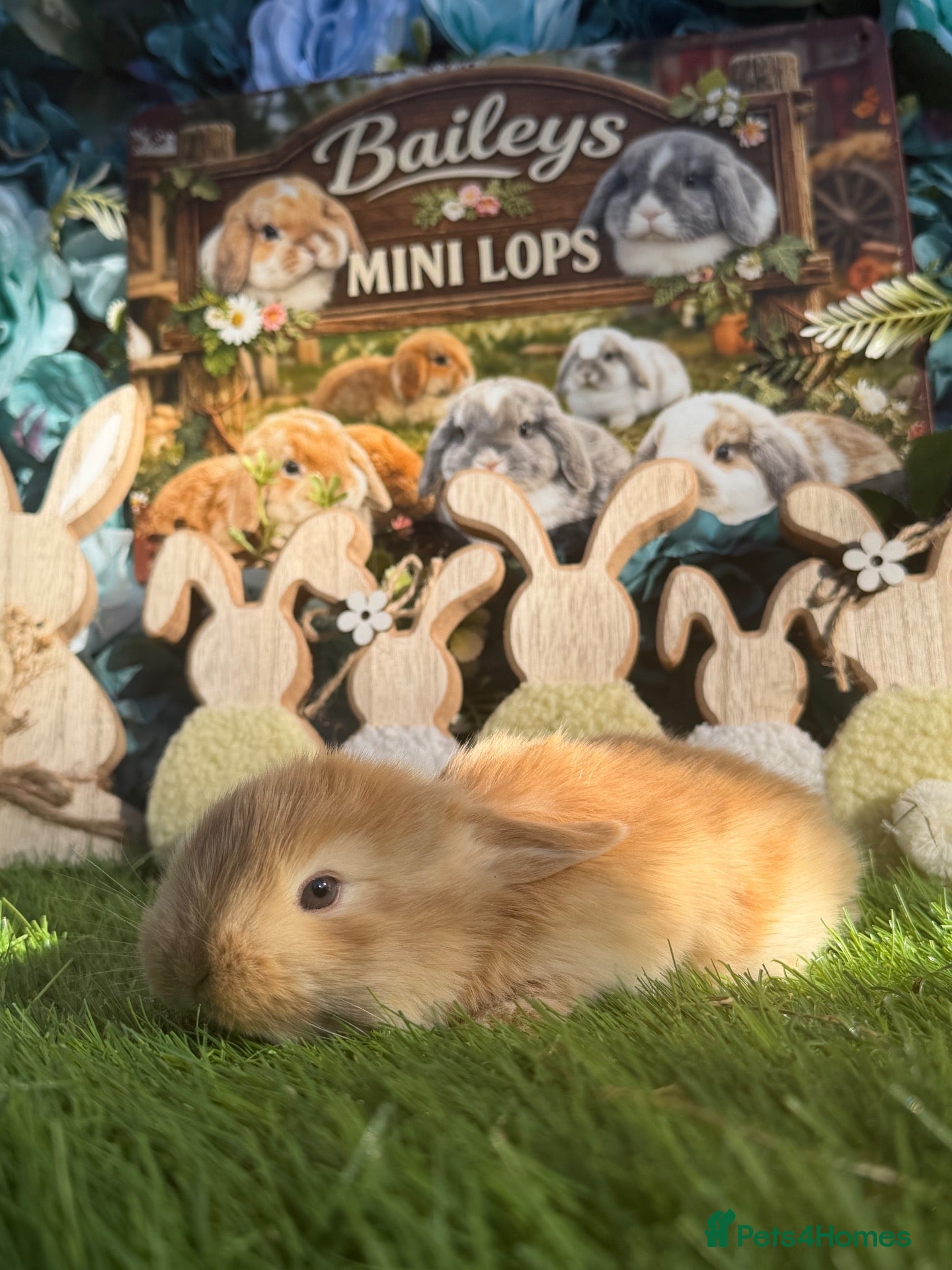 Mini Lop rabbits for sale: Minilop Male  - Advert 1