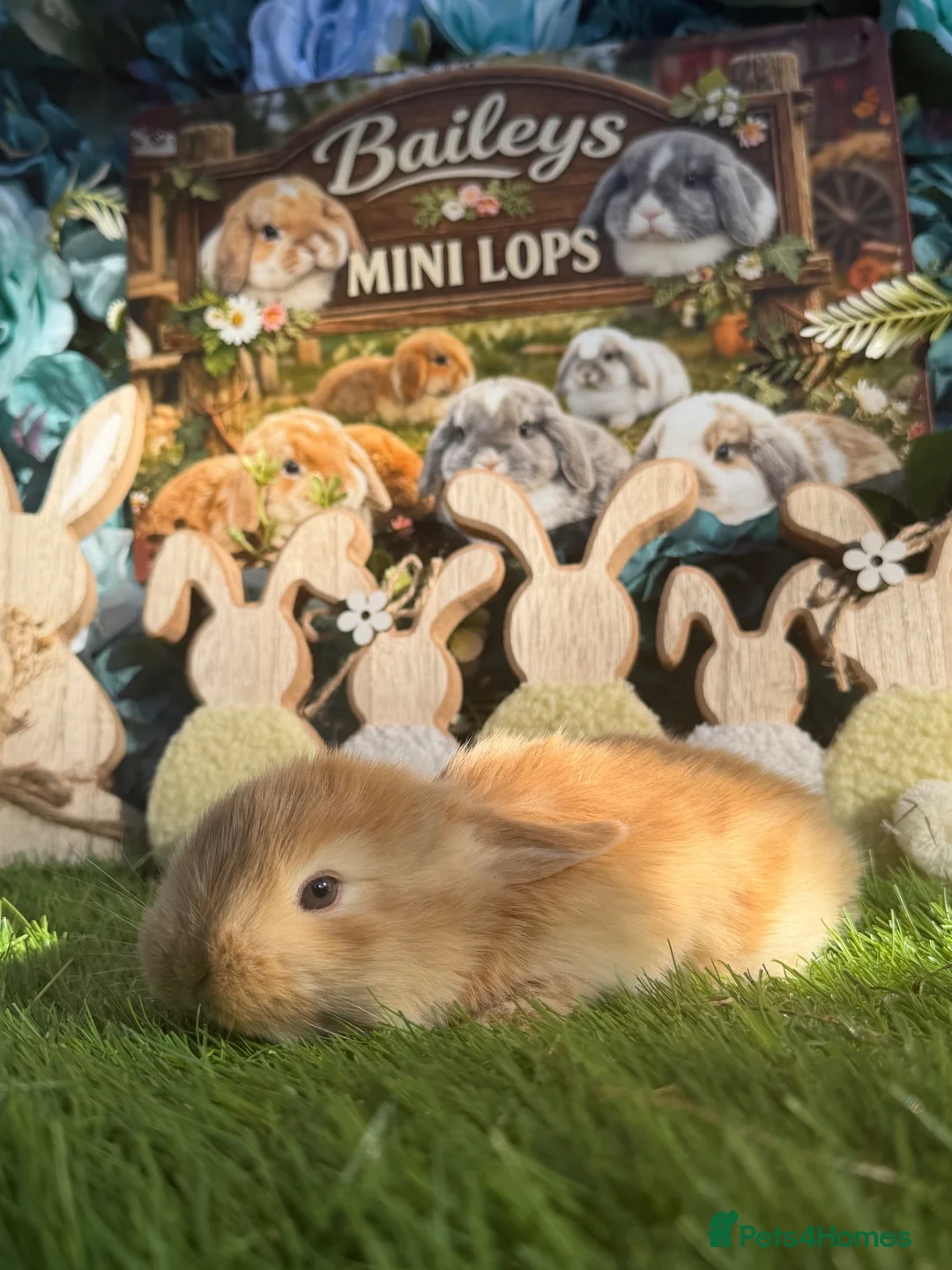 Mini Lop rabbits for sale: Minilop Male  - Advert 1