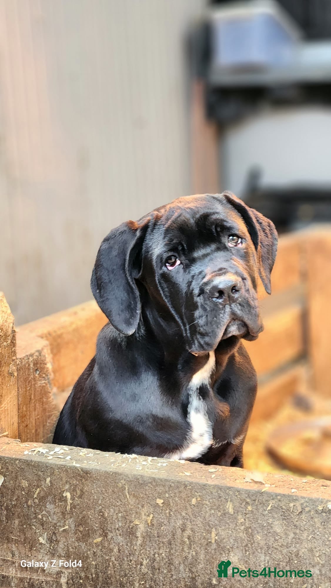 Cane Corso dogs Black Cane Corso Female Puppy - Advert 15
