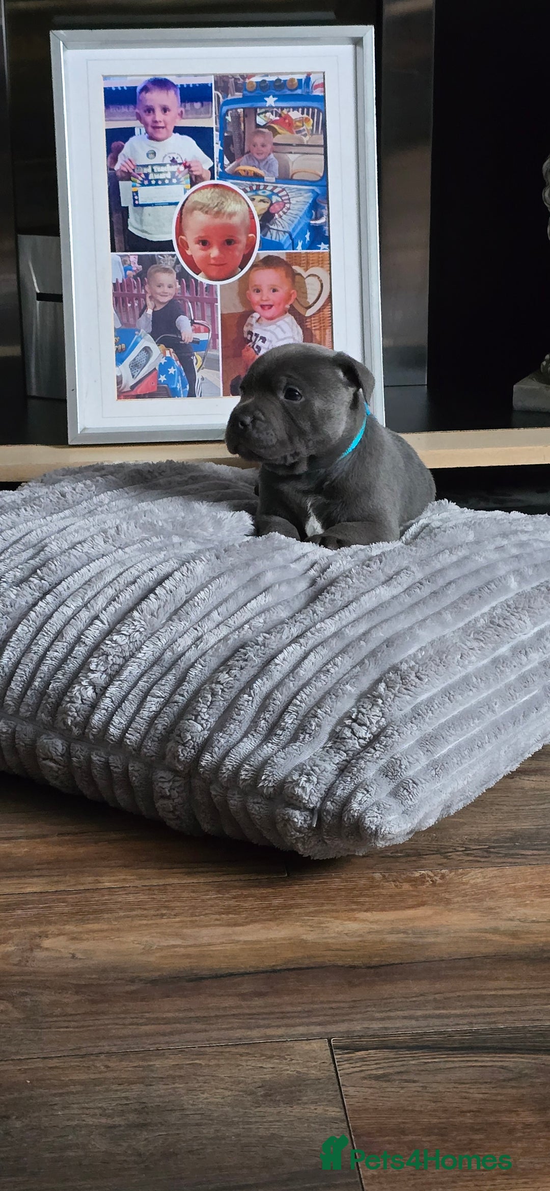 Staffordshire Bull Terrier dogs for sale: 4 beutiful blue staffies dad and mum kc  - Advert 16