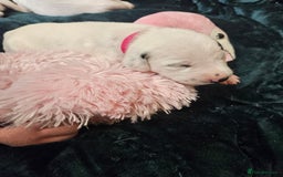 Dalmatian dogs for sale: 8 KC Dalmatian puppies  - Image 1