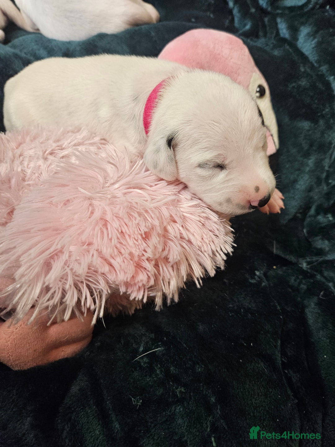Dalmatian dogs for sale: 8 KC Dalmatian puppies  - Image 1
