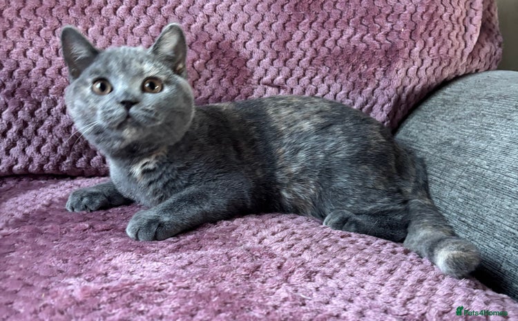 British Shorthair cats - Advert 17