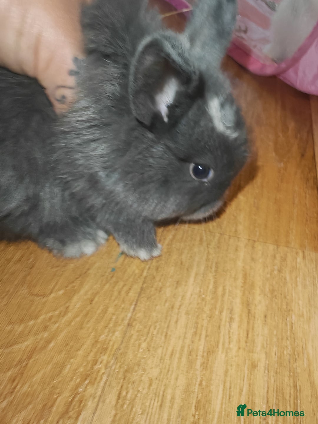 Lionhead rabbits for sale: 4 baby Lionhead rabbits - Advert 6