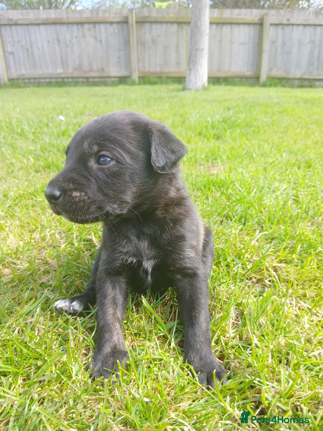 Mixed Breed dogs for sale: Puppy  in Banwell - Advert 2