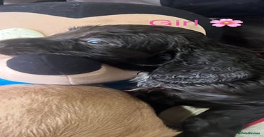 Cocker Spaniel dogs - Advert 15