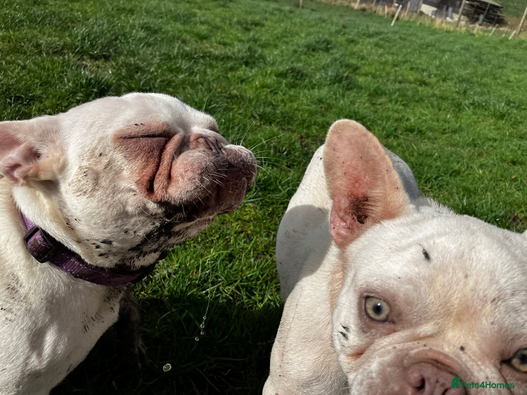 French Bulldog dogs for sale: 2 Frenchie girls  - Image 5