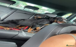 Rottweiler dogs for sale: Rottweiler  - Image 2