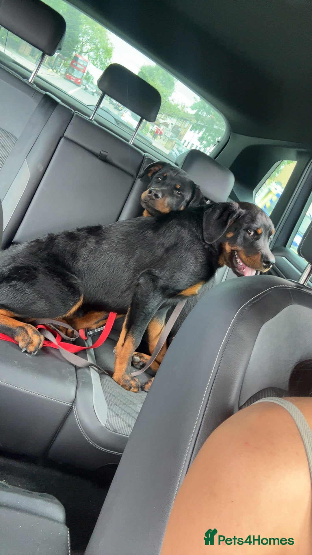 Rottweiler dogs for sale: Rottweiler  - Image 2