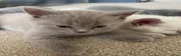 Russian Blue cats for sale: Beautiful Russian Blue/British Shorthair Kittens  in Wimborne - Advert 21