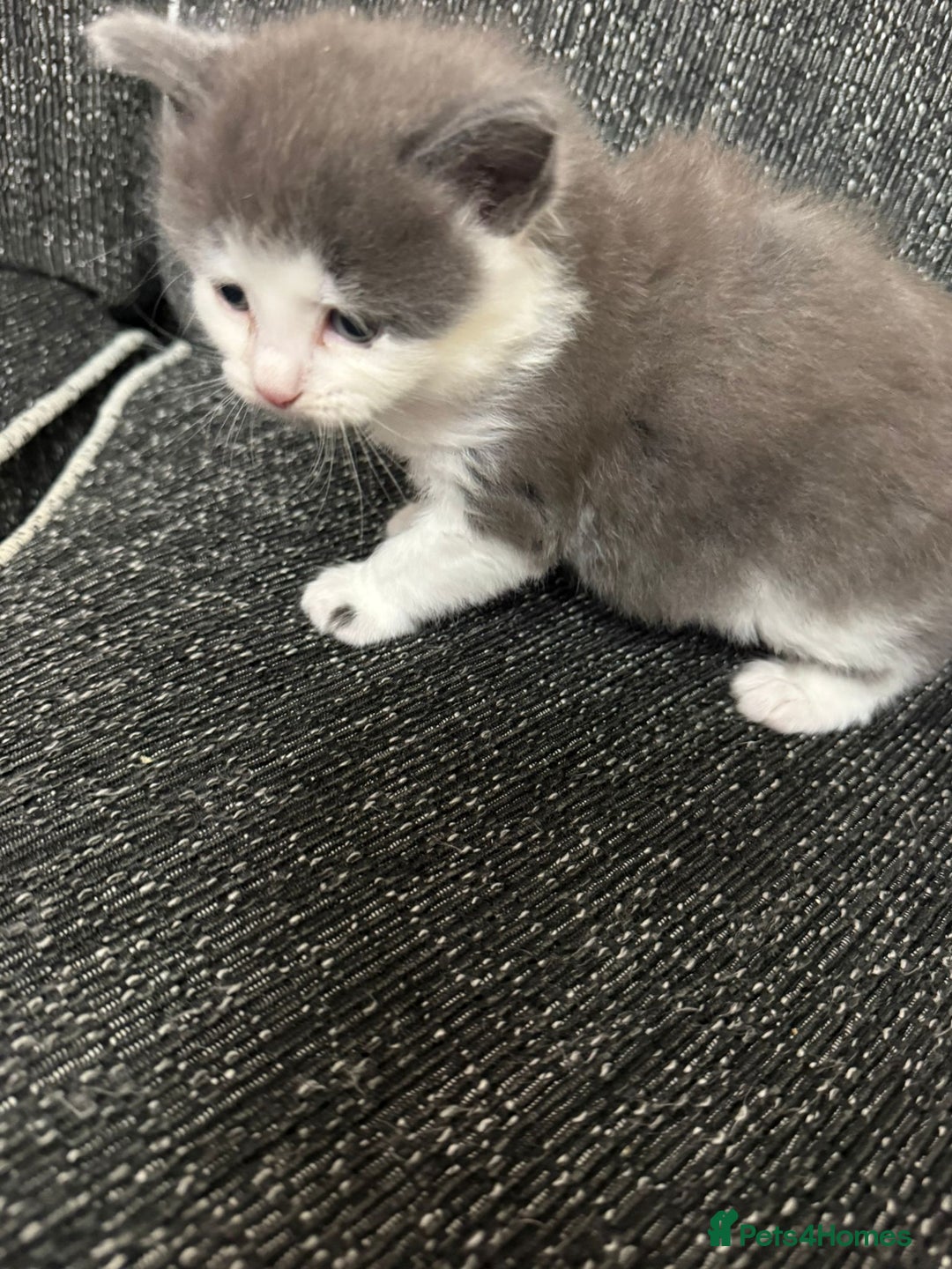 British Longhair cats for sale: 6 beautiful lovable friendly kittens - Image 13