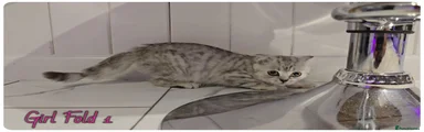 Scottish Fold girl 1