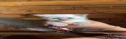 Ragdoll cats for sale: Stunning Ragdoll kittens  - Advert 3
