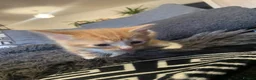 Mixed Breed cats for sale: Super fluffy kittens  in Thame - Advert 4
