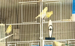 Canaries birds for sale: Yellow Diamorphic Canaries  - Advert 2
