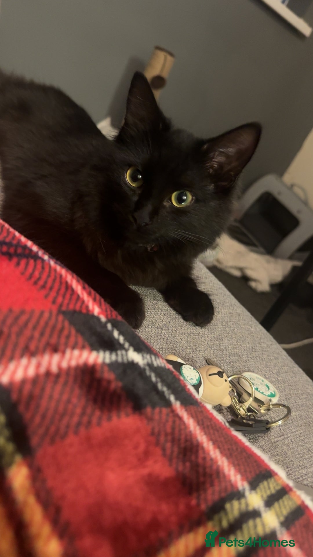 Mixed Breed cats for sale: 7 month old kitten  - Advert 2