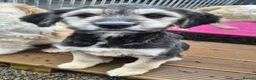 Mixed Breed dogs for adoption: Lola, Lena, Luna and Lyra  - Advert 8