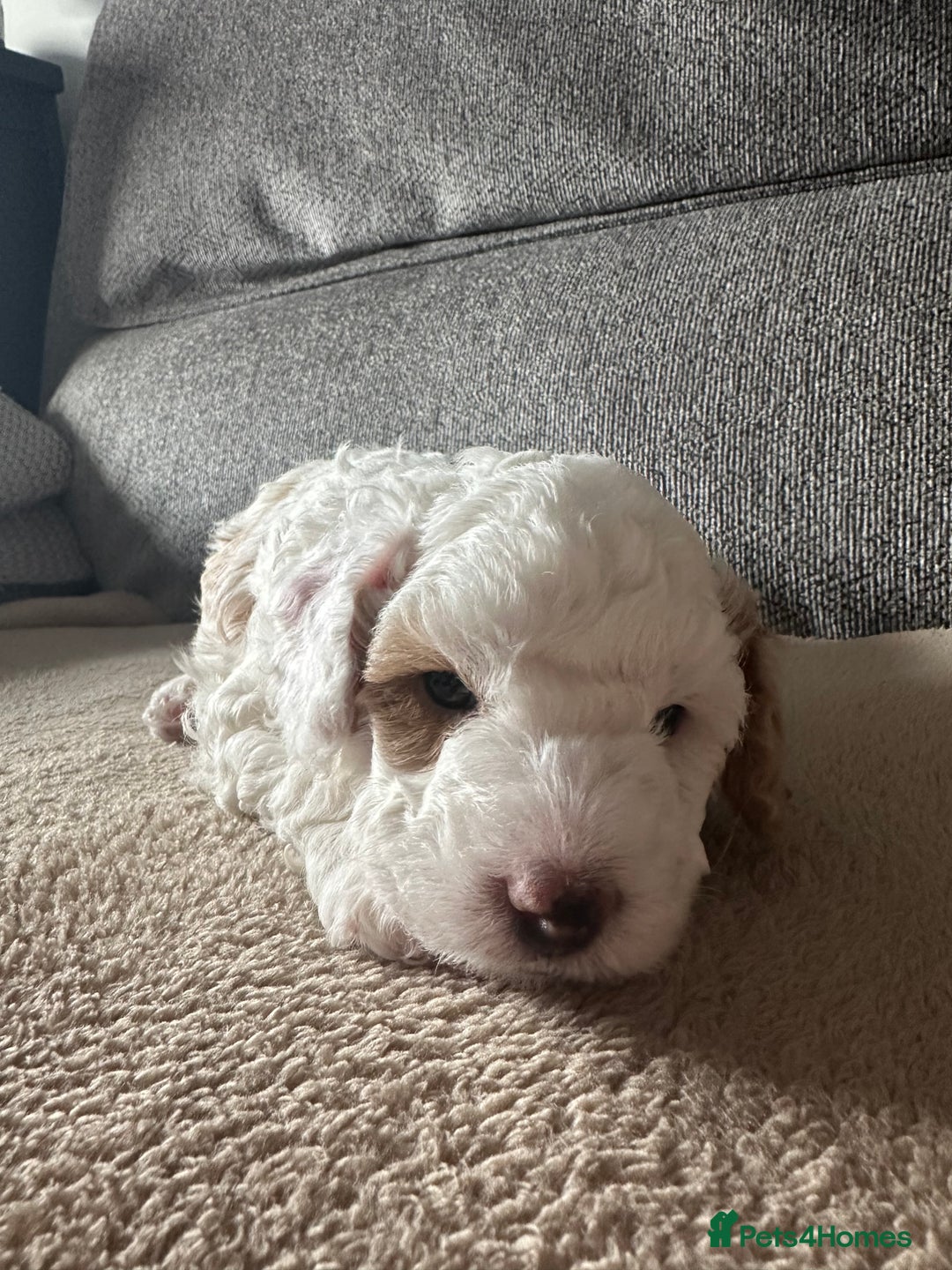 Cockapoo dogs for sale: F1BB Toy Cockapoo puppies - Image 4