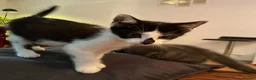 Mixed Breed cats for sale: Kittens for Sale. Ready Now for Loving Homes - Advert 16